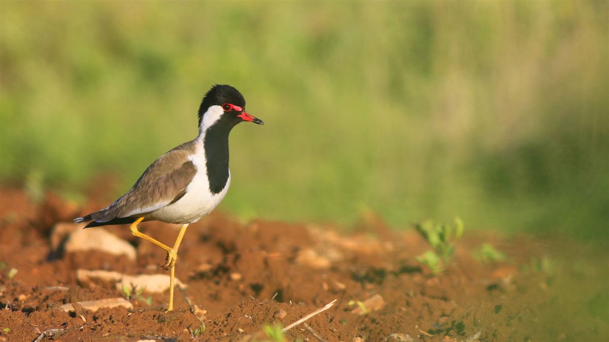Red-wattled Lapwing