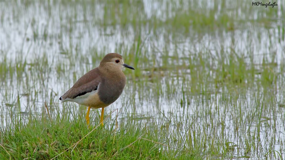 White-tailed Lapwing