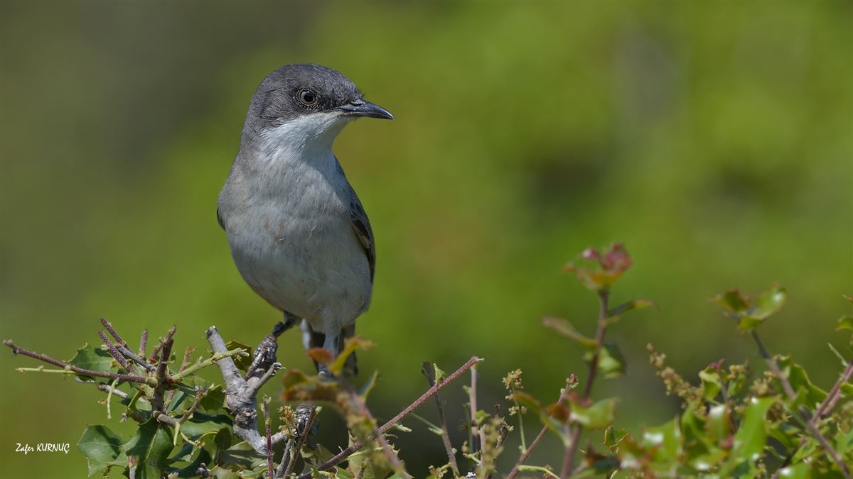 Eastern Orphean Warbler