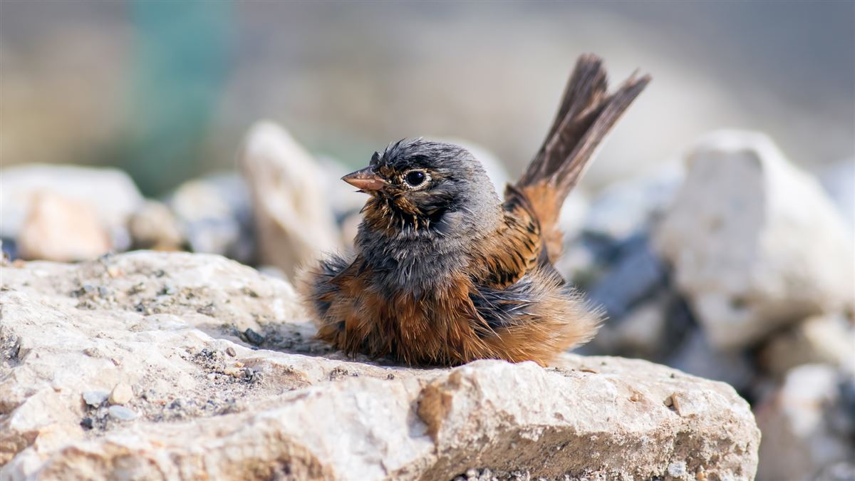 Cretzschmar`s Bunting