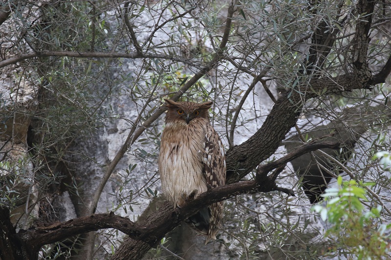 Balık Baykuşu