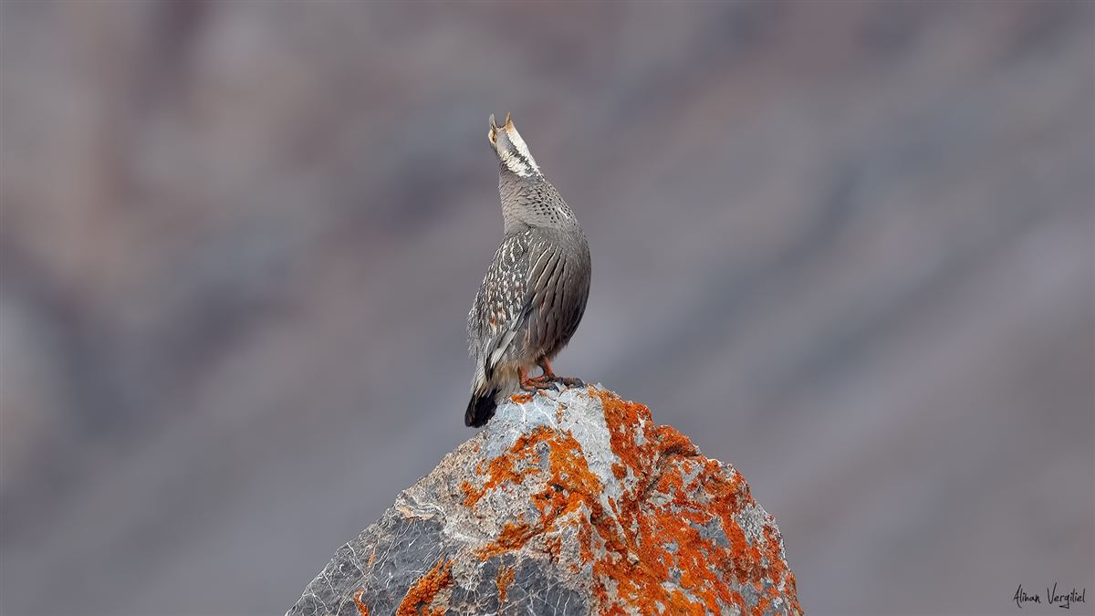 Caspian Snowcock