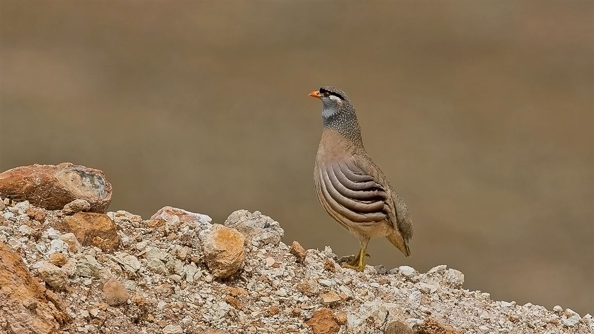 See-see Partridge