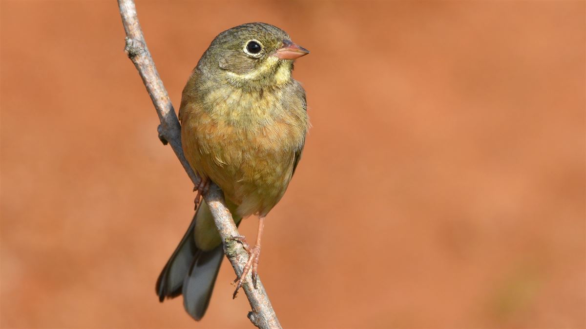 Ortolan Bunting