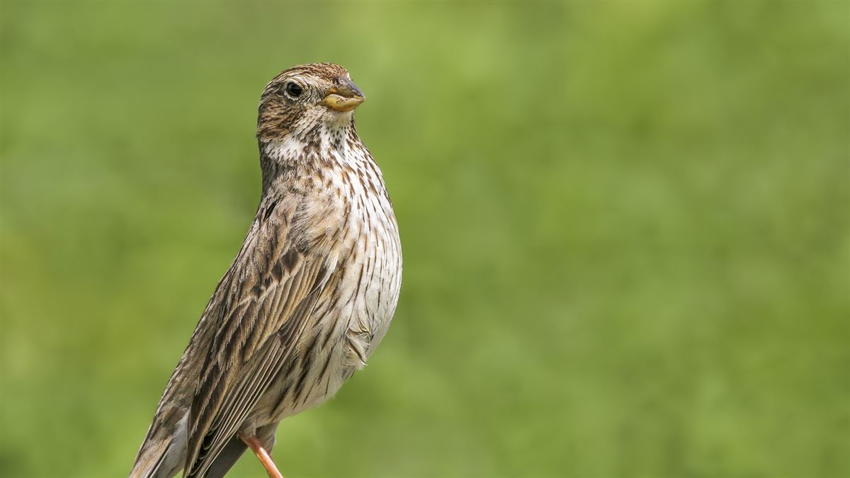 Corn Bunting