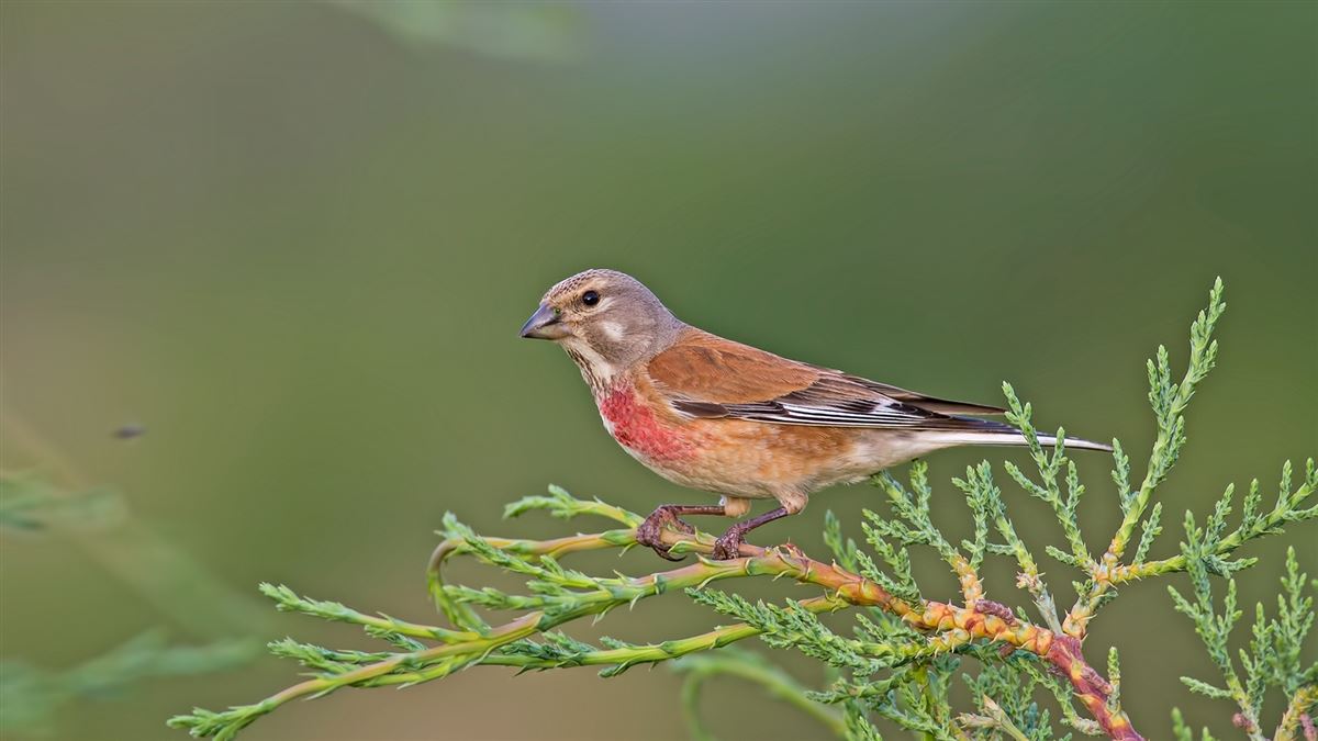 Common Linnet
