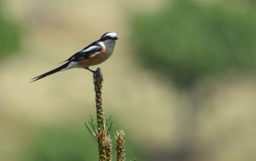 Masked Shrike