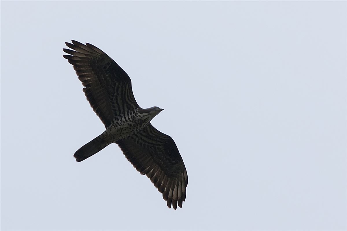 European Honey Buzzard
