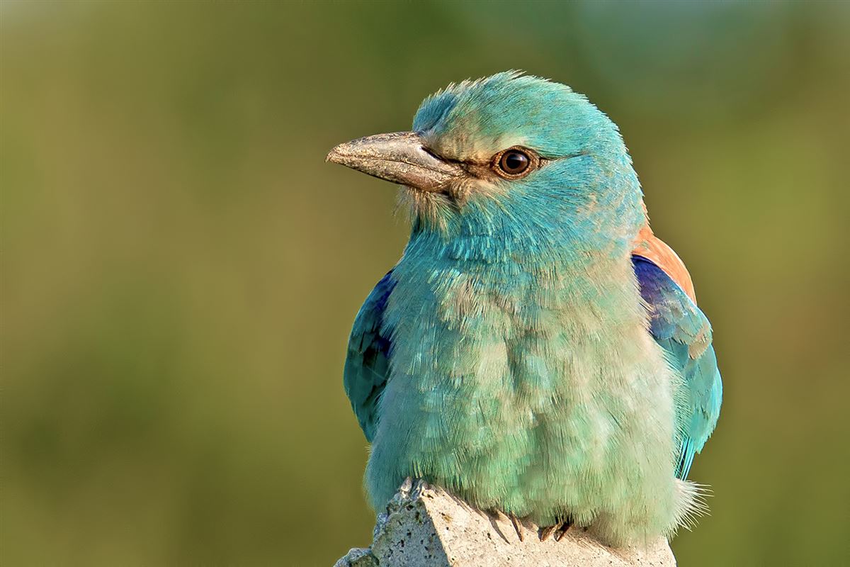 European Roller