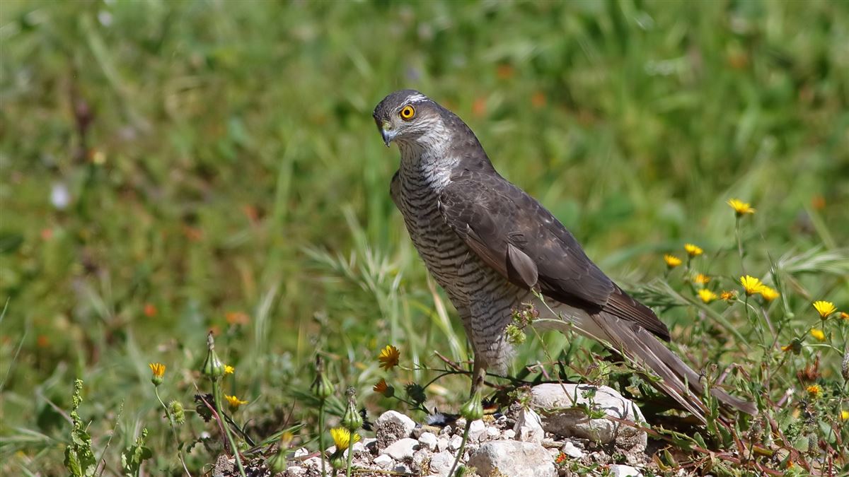 Eurasian Sparrowhawk