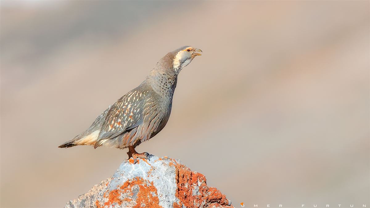 Caspian Snowcock