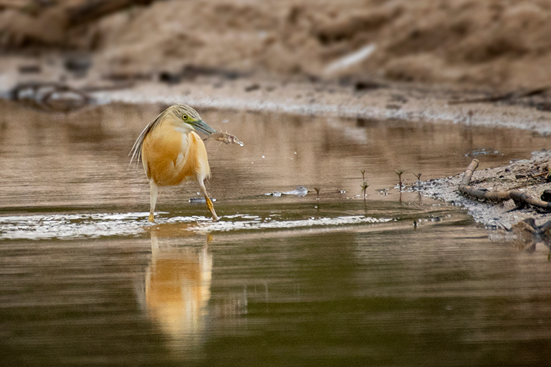 Squacco Heron