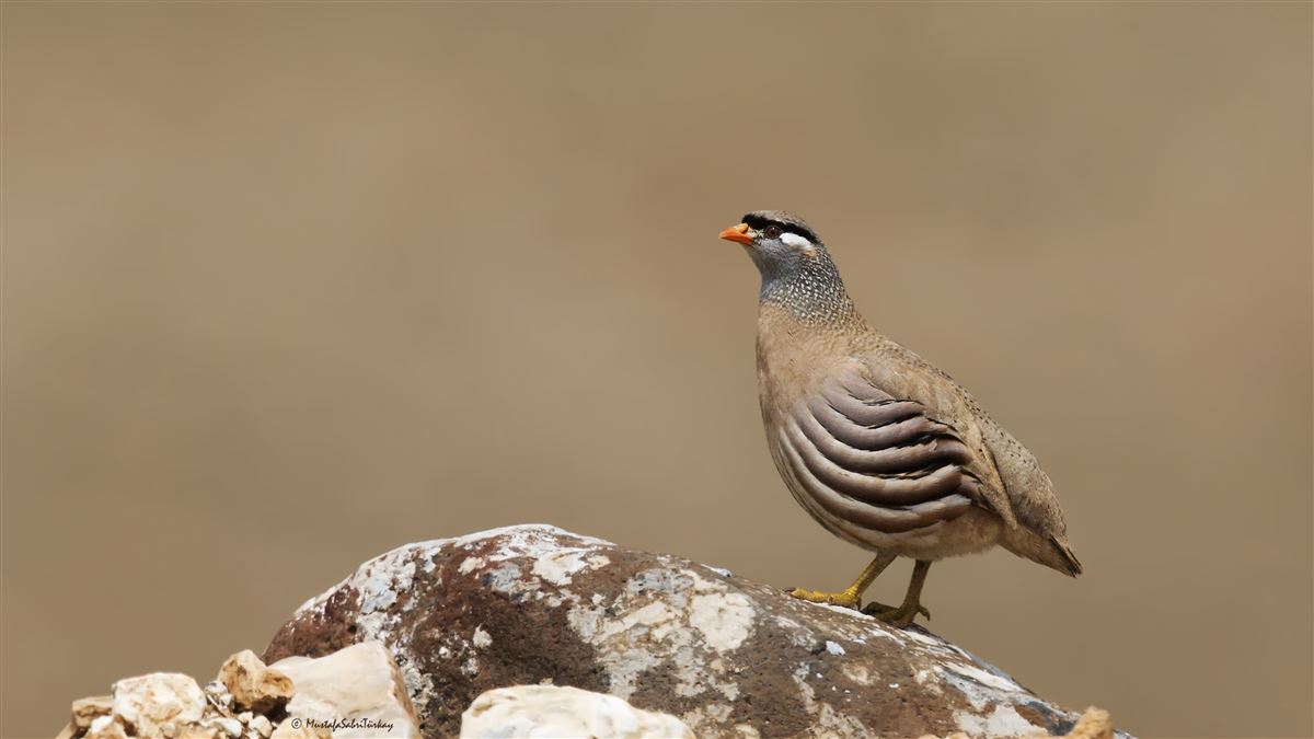 See-see Partridge