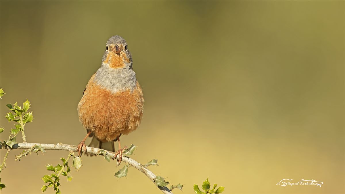 Cretzschmar`s Bunting