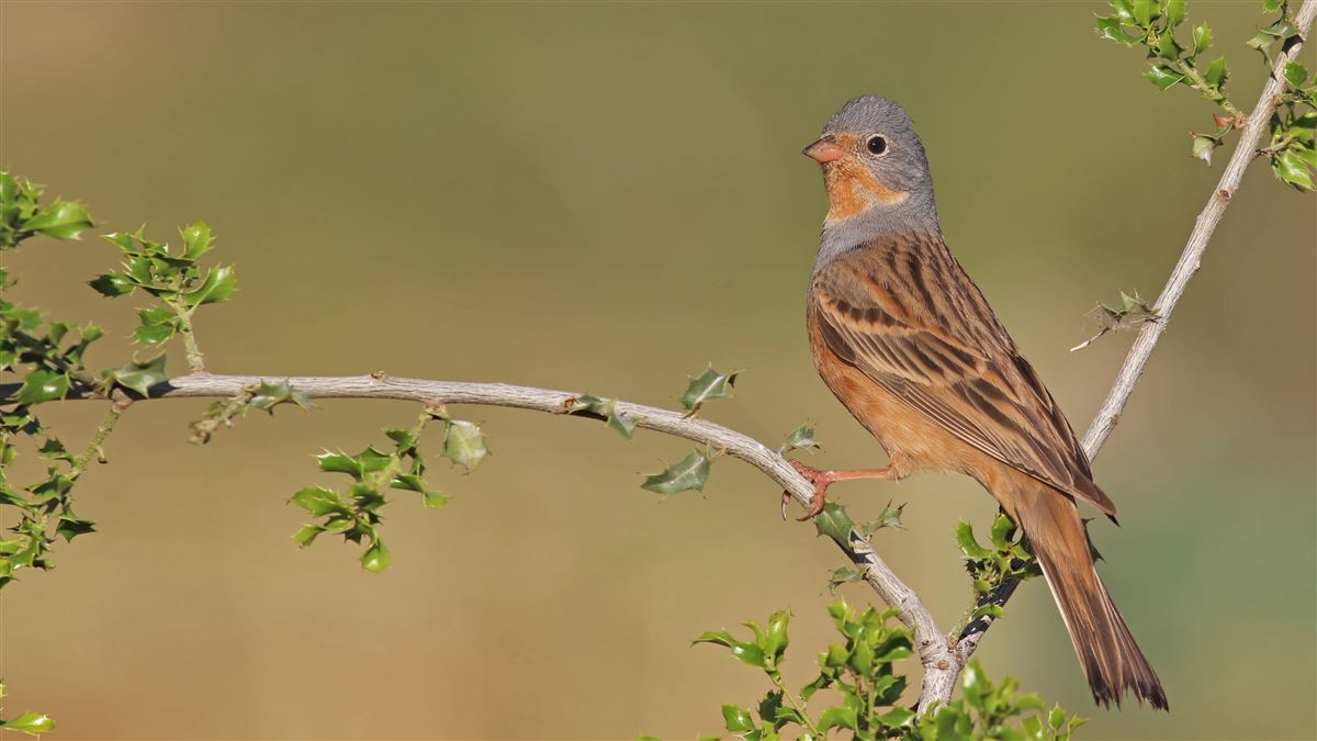Cretzschmar`s Bunting