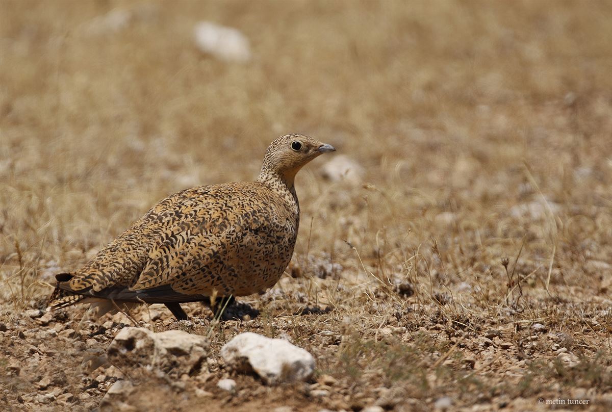 Black-bellied Sandgrouse