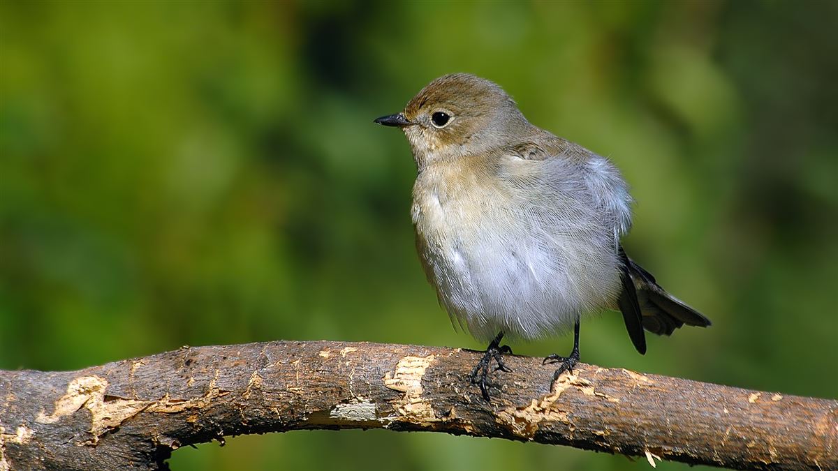 European Pied Flycatcher