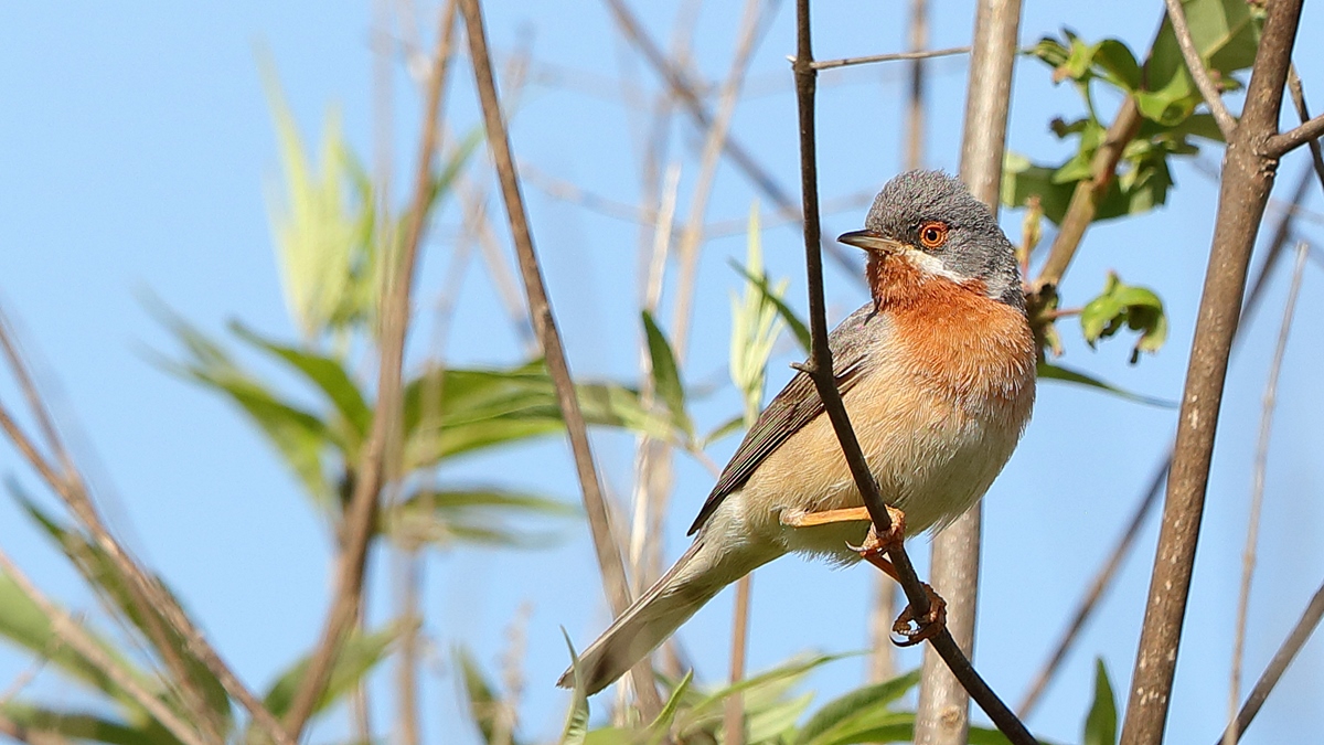 Subalpine Warbler