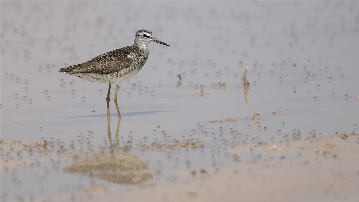 Wood Sandpiper