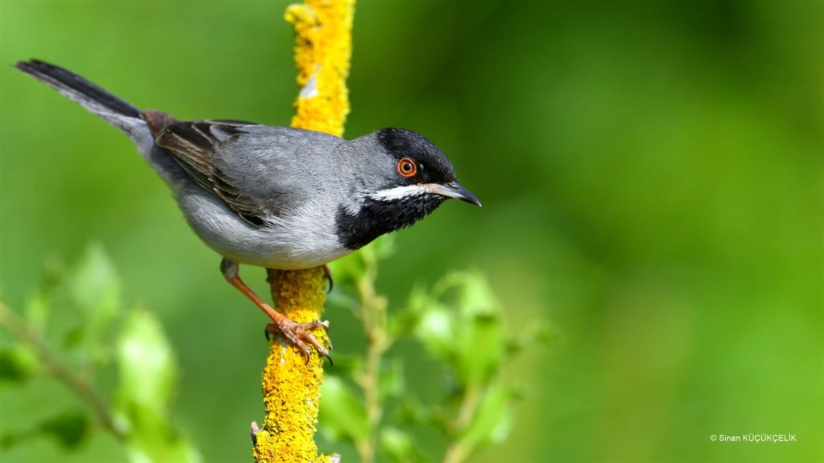 Rüppell`s Warbler