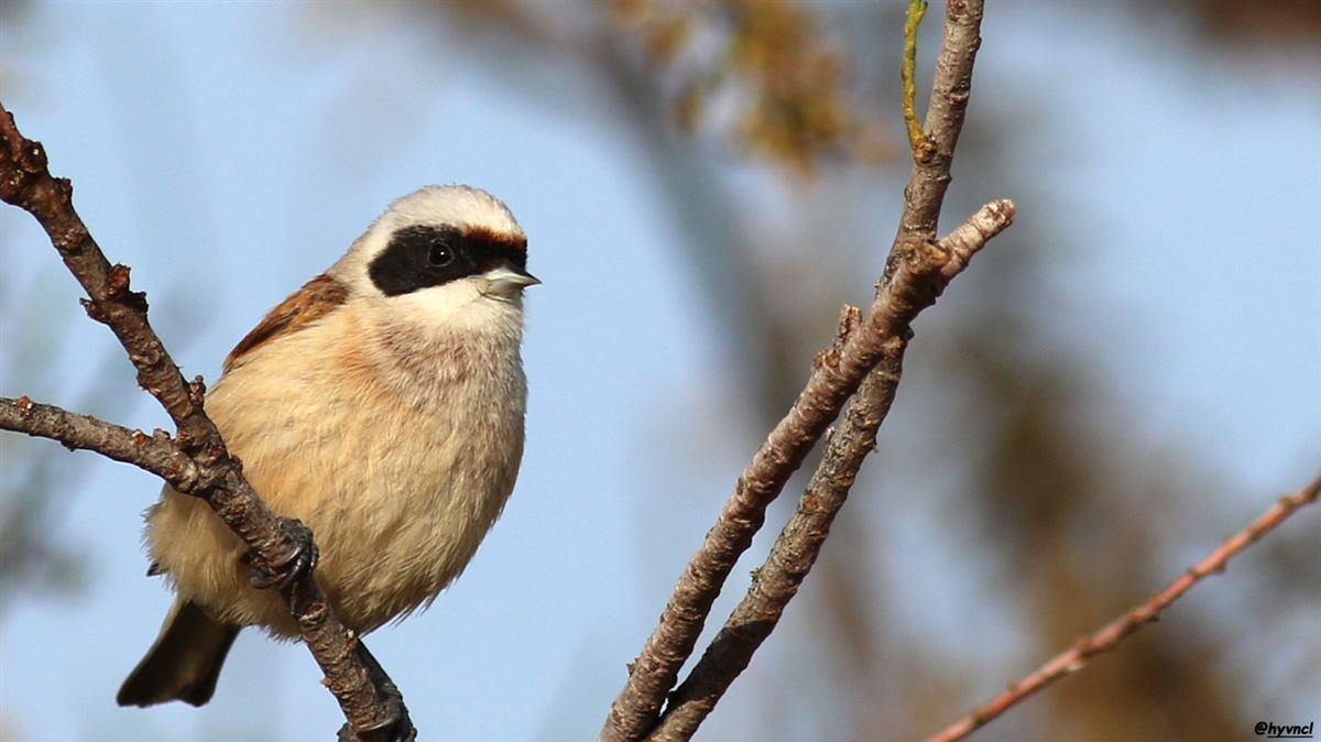 Eurasian Penduline Tit