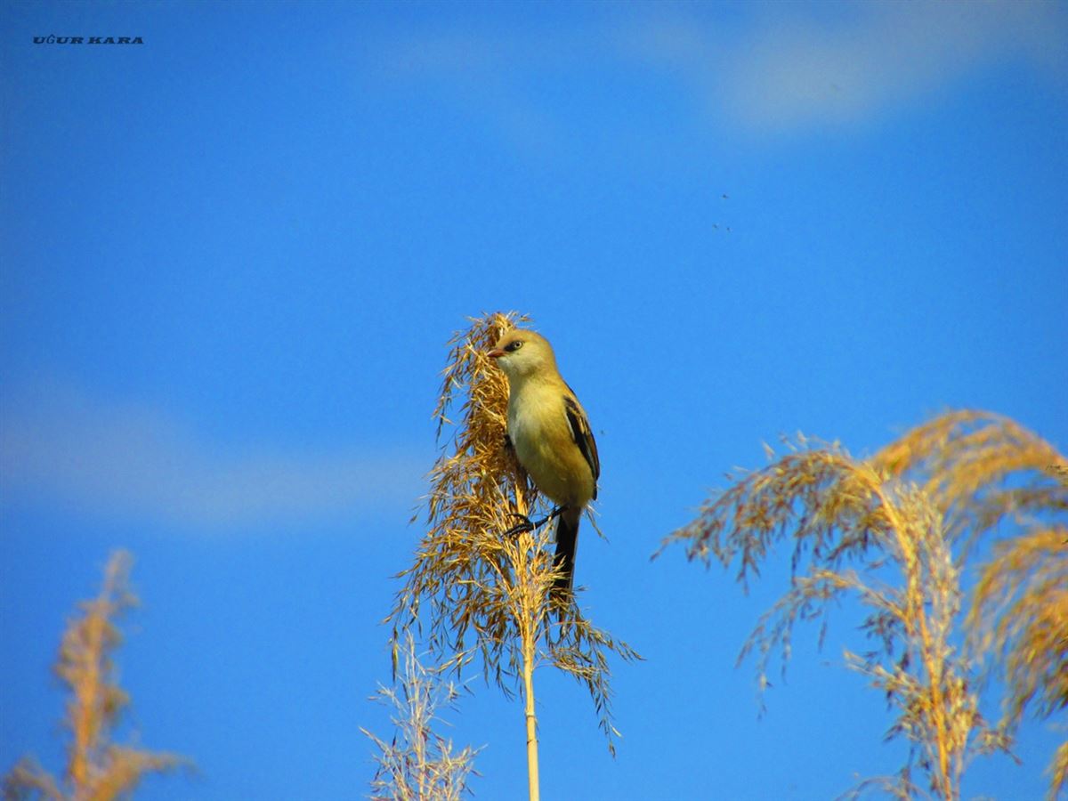 Bearded Reedling