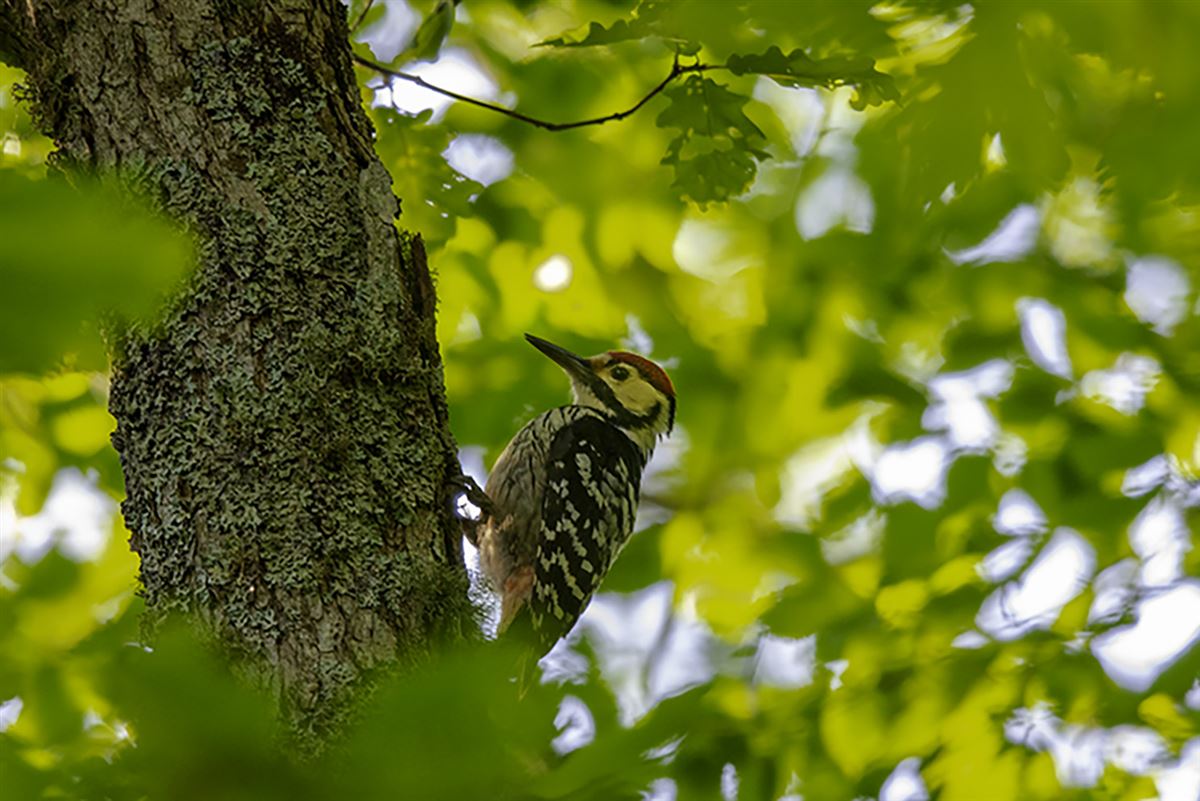 White-backed Woodpecker