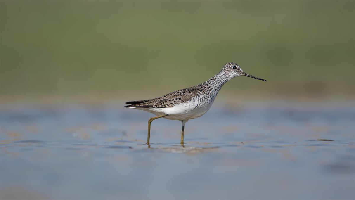 Marsh Sandpiper