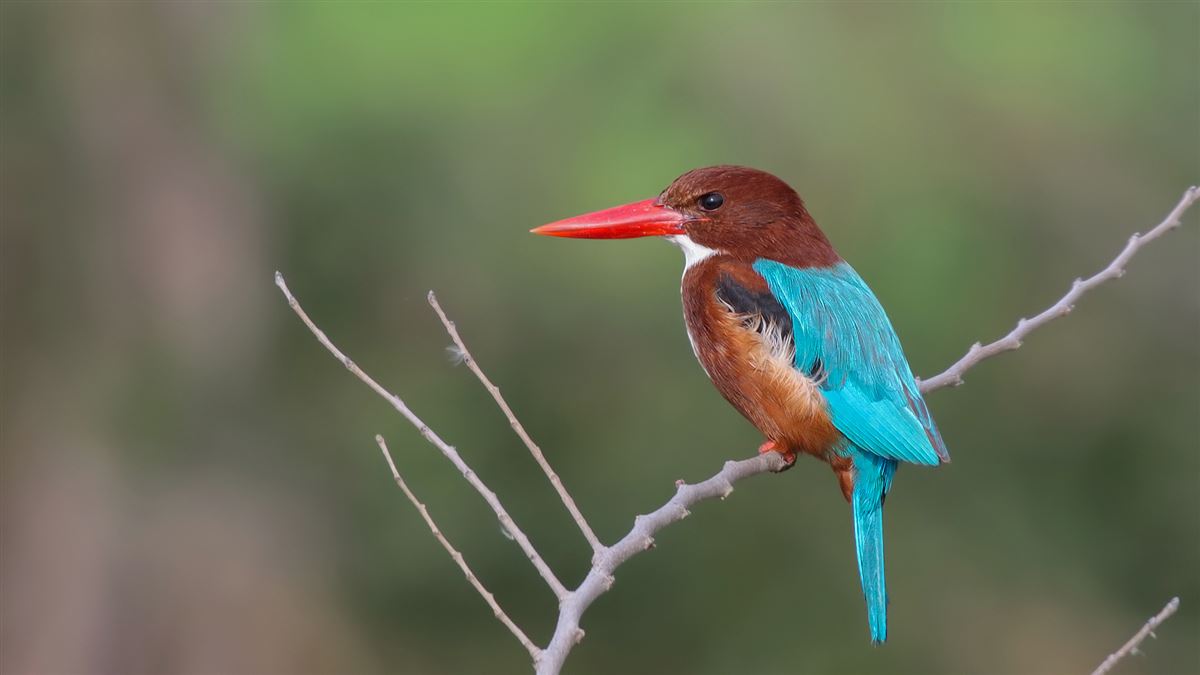 White-throated Kingfisher