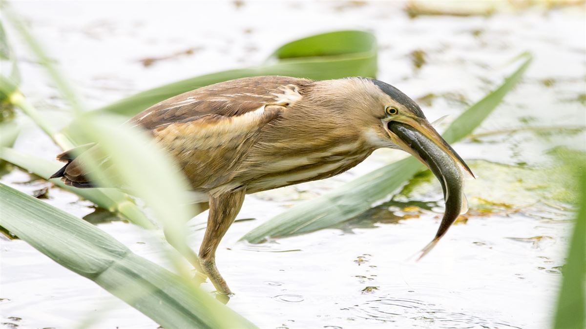 Little Bittern