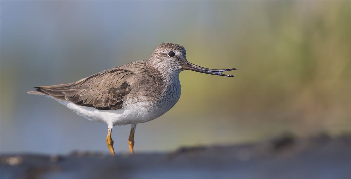 Terek Sandpiper