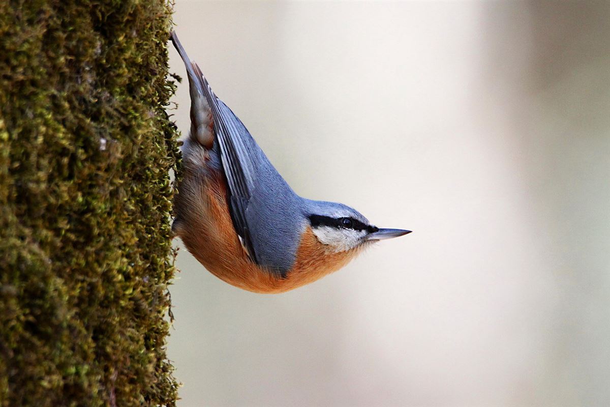 Eurasian Nuthatch