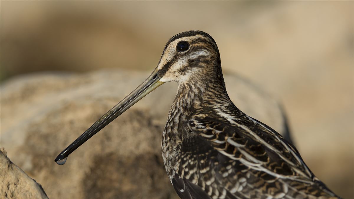 Common Snipe