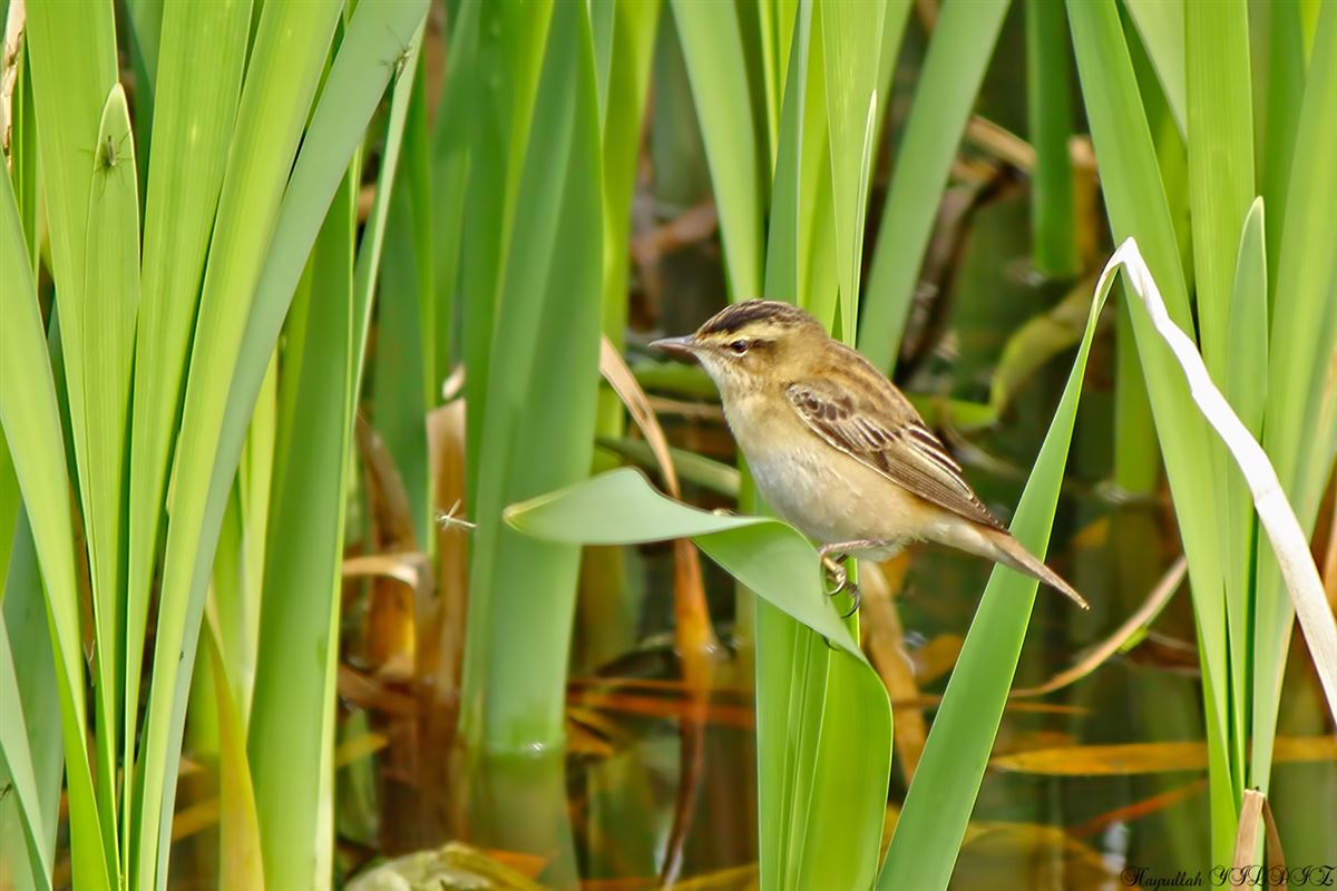 Sedge Warbler