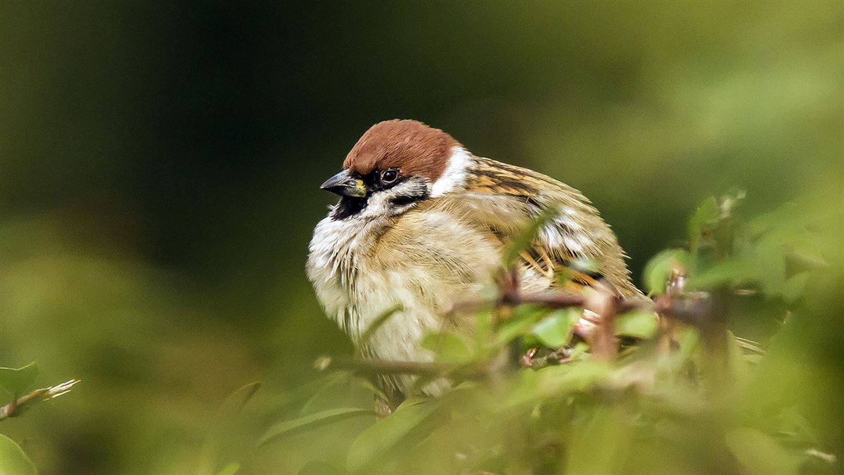 Eurasian Tree Sparrow