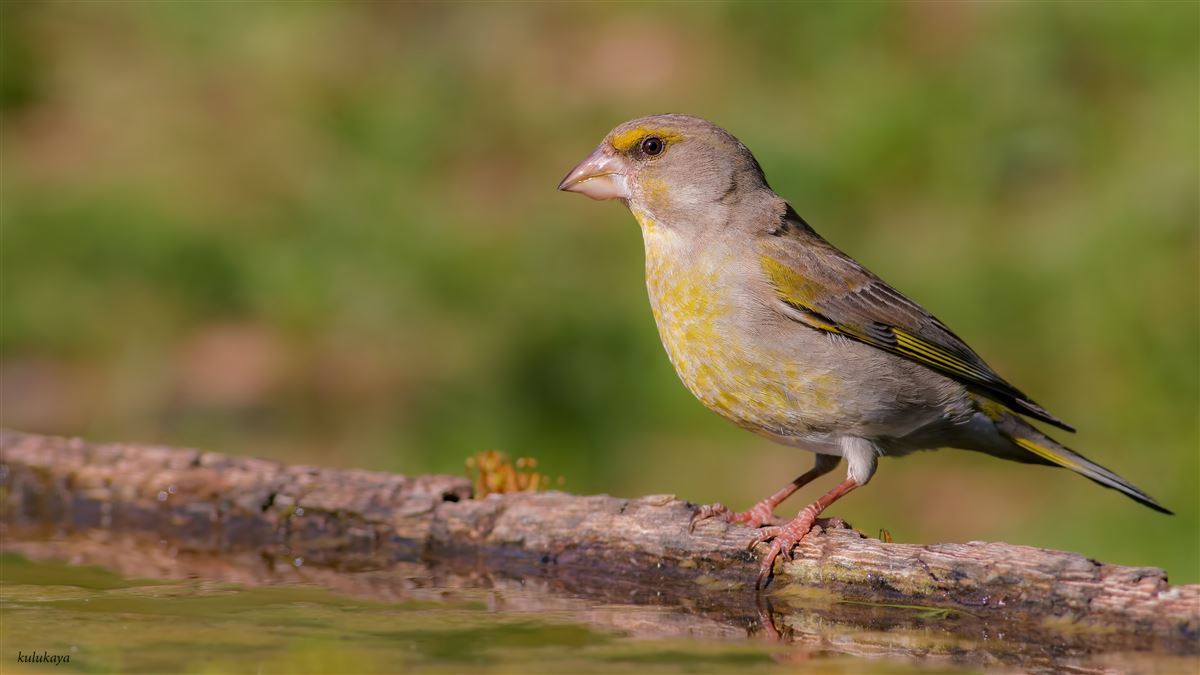 European Greenfinch
