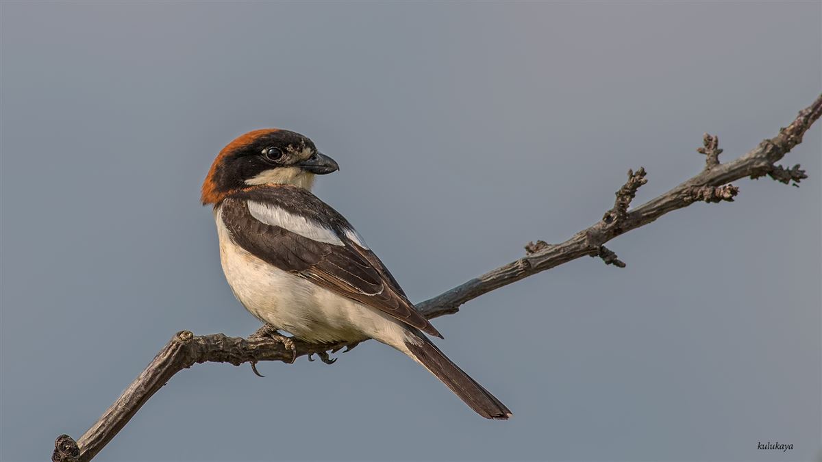 Woodchat Shrike