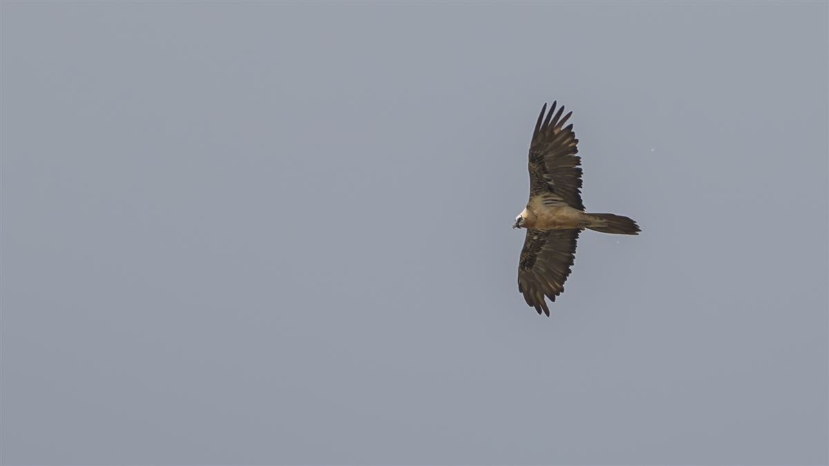 Bearded Vulture