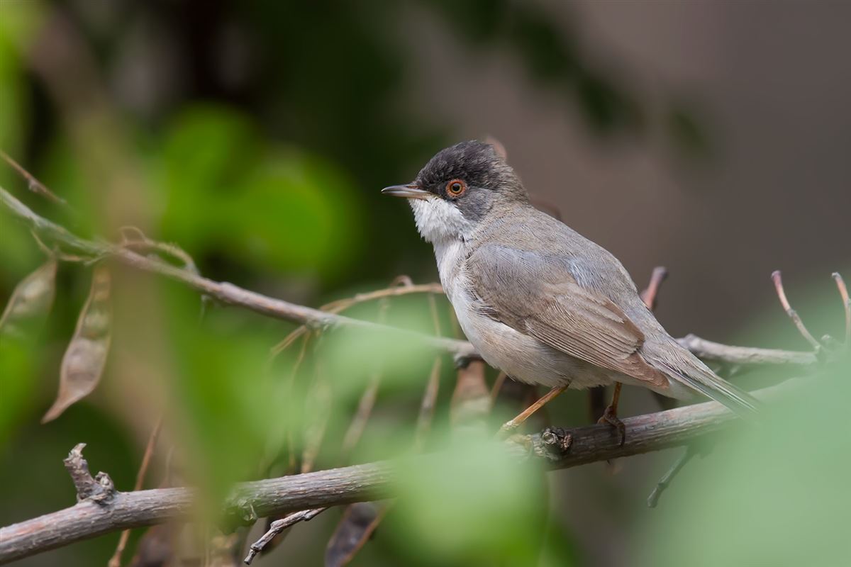 Menetries`s Warbler