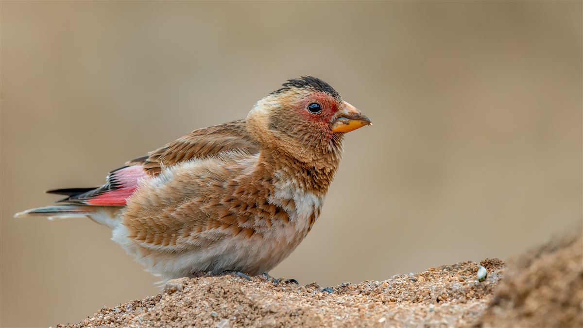 Eurasian Crimson-winged Finch