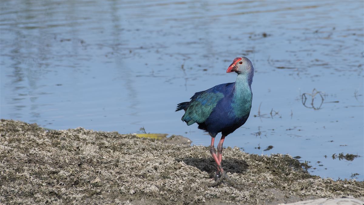 Grey-headed Swamphen