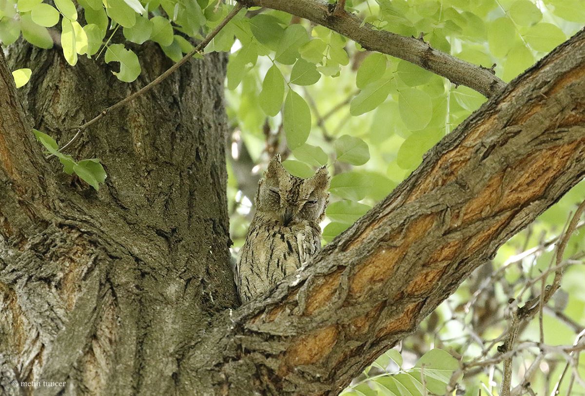 Pallid Scops Owl