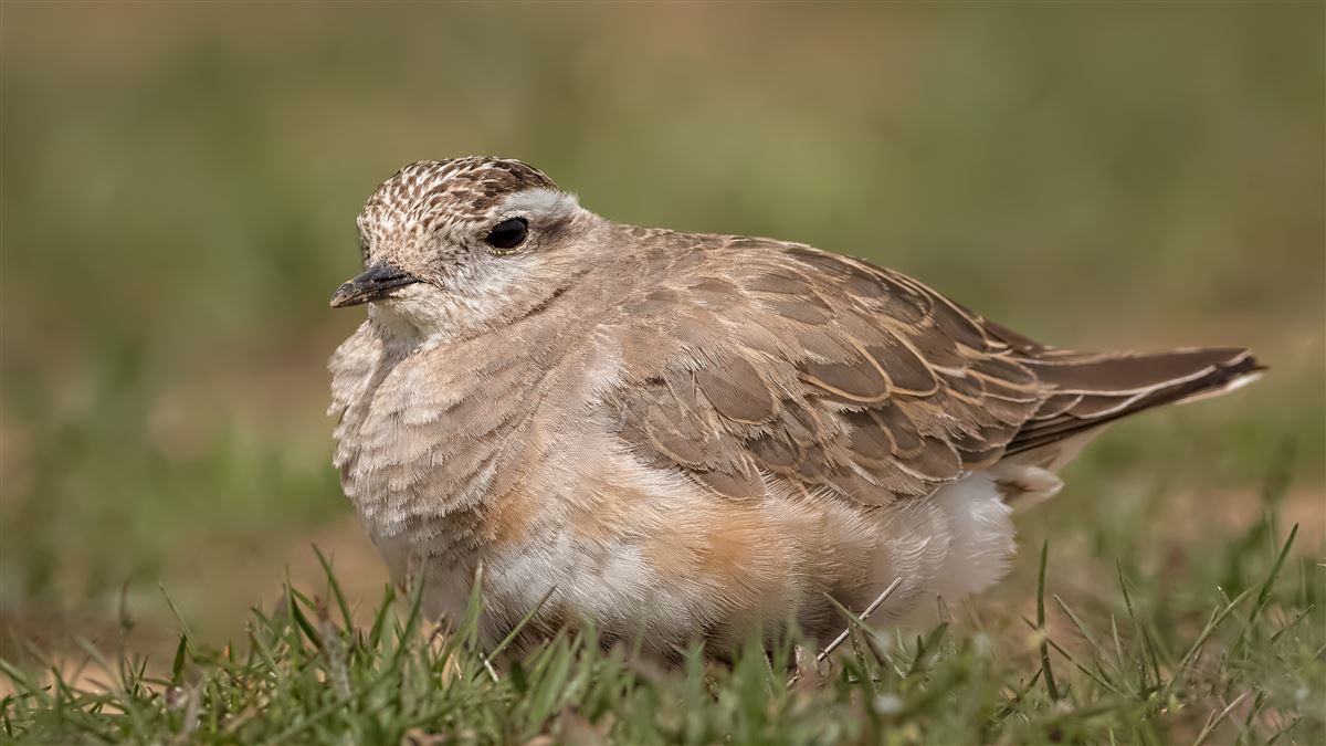 Eurasian Dotterel
