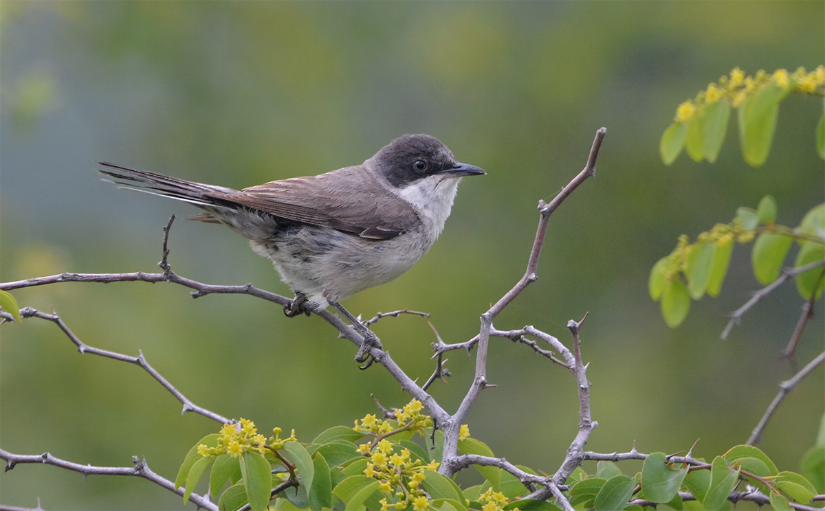 Eastern Orphean Warbler