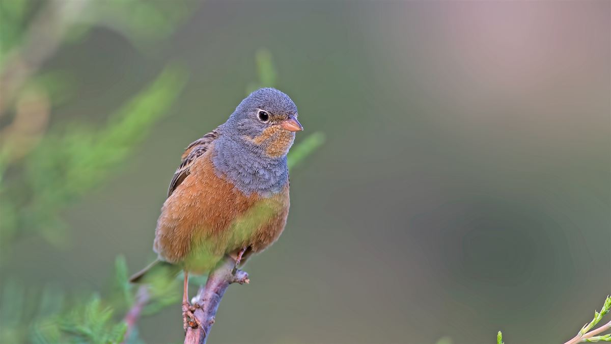 Cretzschmar`s Bunting