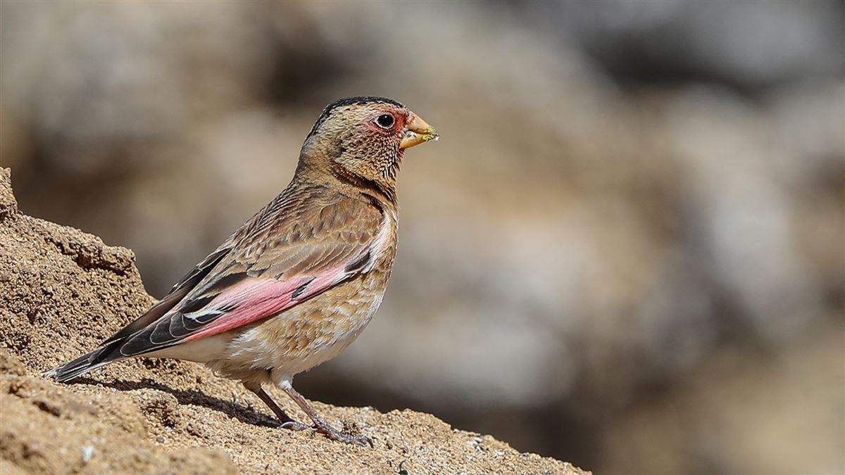 Eurasian Crimson-winged Finch