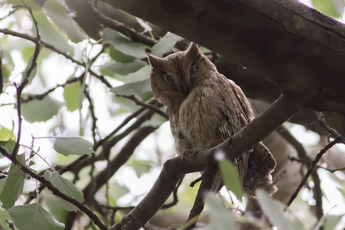 Pallid Scops Owl