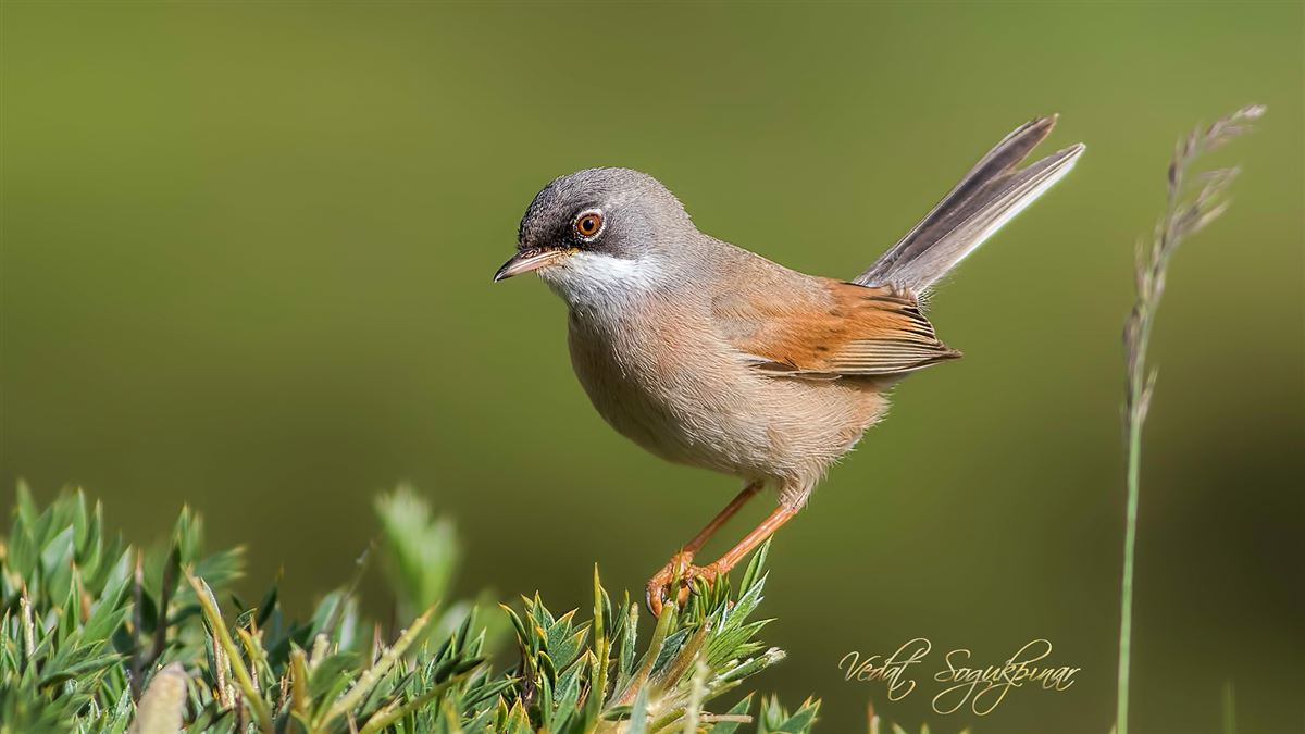 Spectacled Warbler