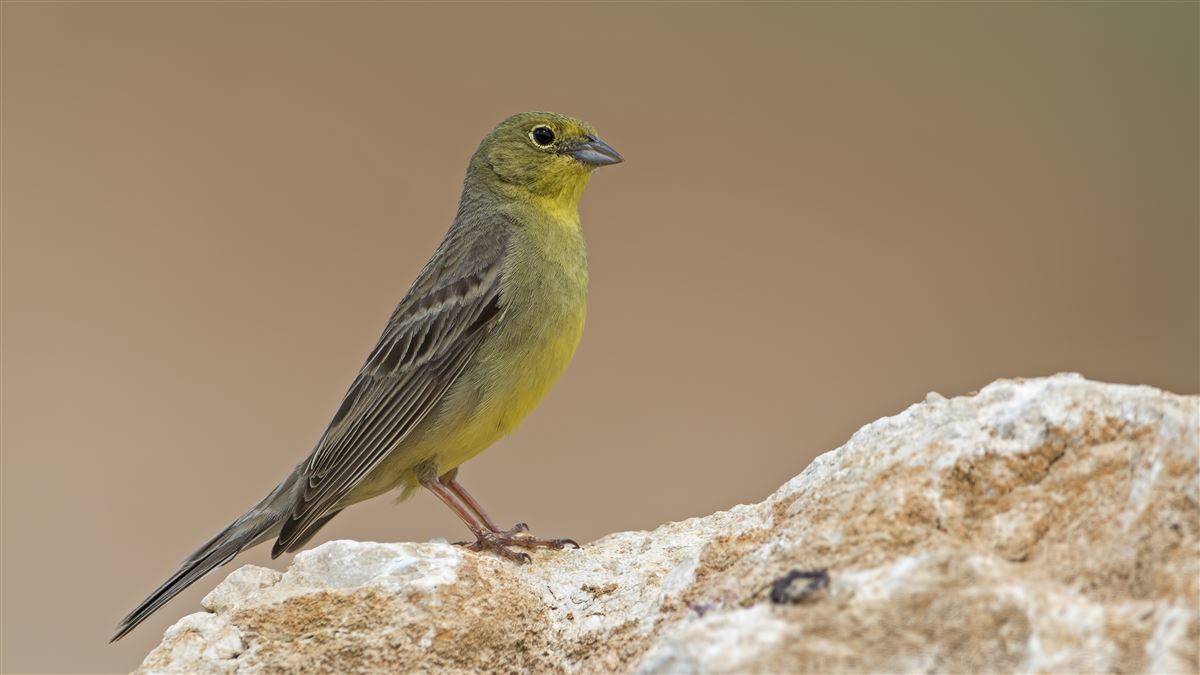 Cinereous Bunting