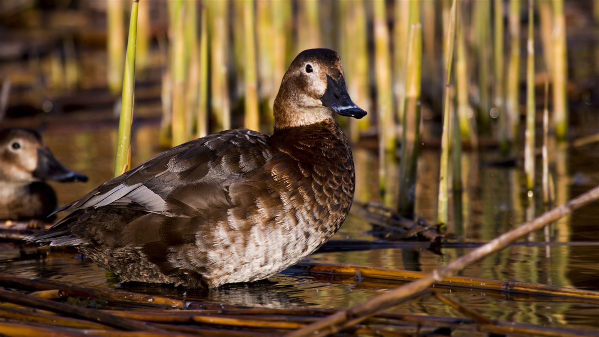 Common Pochard